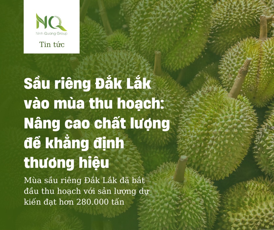 SẦU RIÊNG ĐẮK LẮK VÀO MÙA THU HOẠCH: NÂNG CAO CHẤT LƯỢNG ĐỂ KHẲNG ĐỊNH THƯƠNG HIỆU