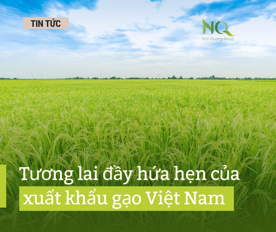 TƯƠNG LAI ĐẦY HỨA HẸN CỦA XUẤT KHẨU GẠO VIỆT NAM