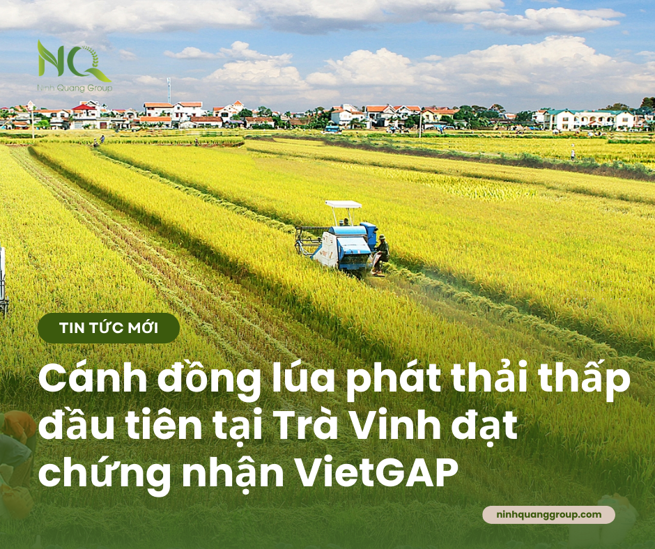 CÁNH ĐỒNG LÚA PHÁT THẢI THẤP ĐẦU TIÊN TẠI TRÀ VINH ĐẠT CHỨNG NHẬN VIETGAP