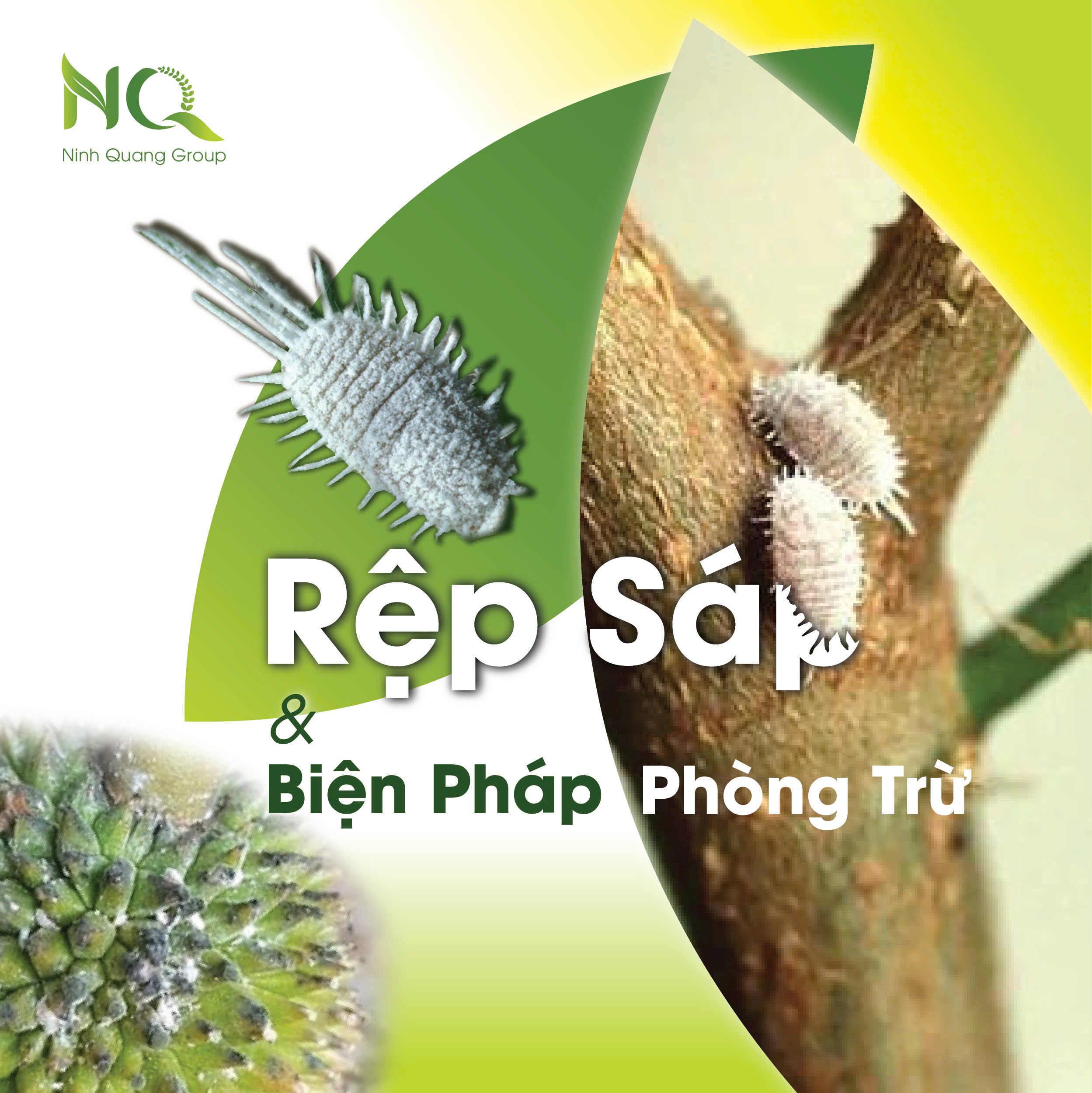 RỆP SÁP VÀ BIỆN PHÁP PHÒNG TRỪ