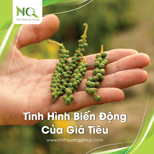 TÌNH HÌNH BIẾN ĐỘNG CỦA GIÁ TIÊU