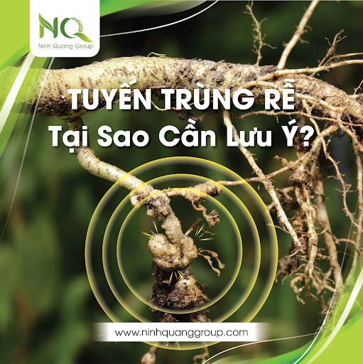 TUYẾN TRÙNG – TẠI SAO CẦN LƯU Ý?