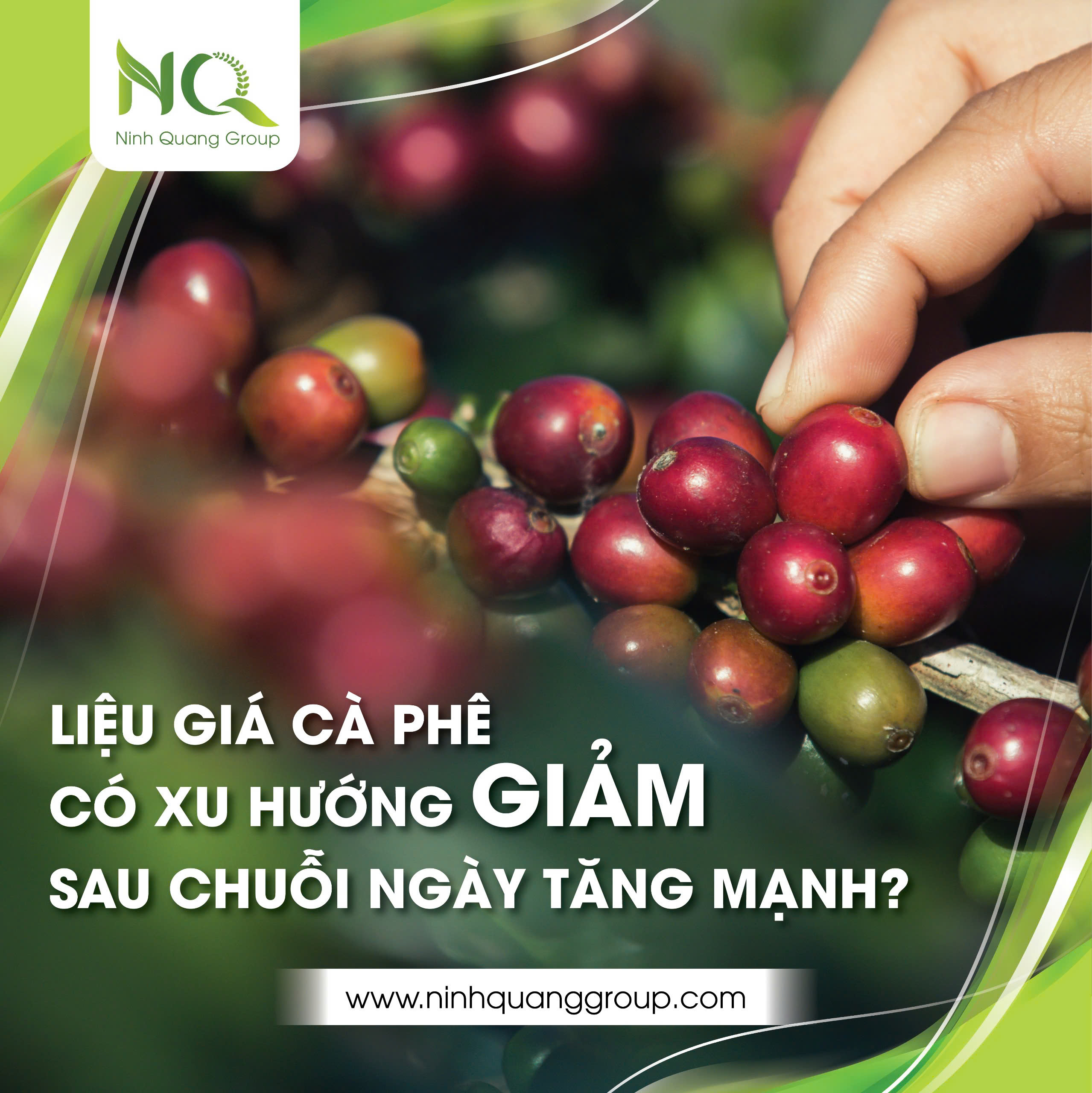 LIỆU GIÁ CÀ PHÊ CÓ XU HƯỚNG GIẢM SAU CHUỖI NGÀY TĂNG MẠNH?